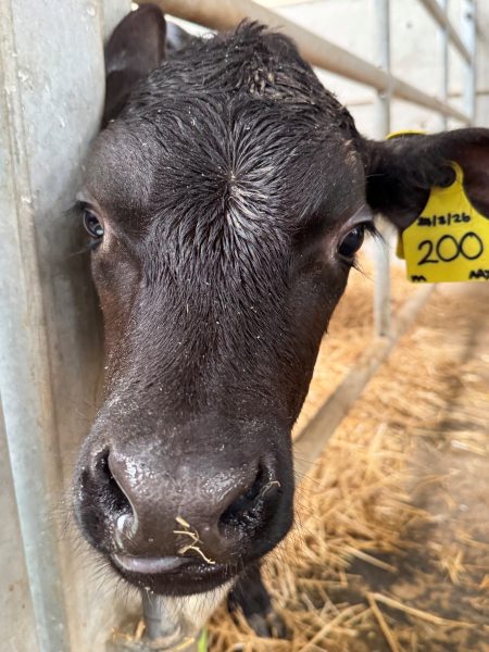 There is no gold standard of pain assessment in cattle