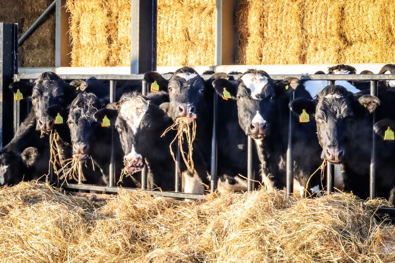 Genetic components of body condition score and locomotion in Holstein-Friesian dairy cows