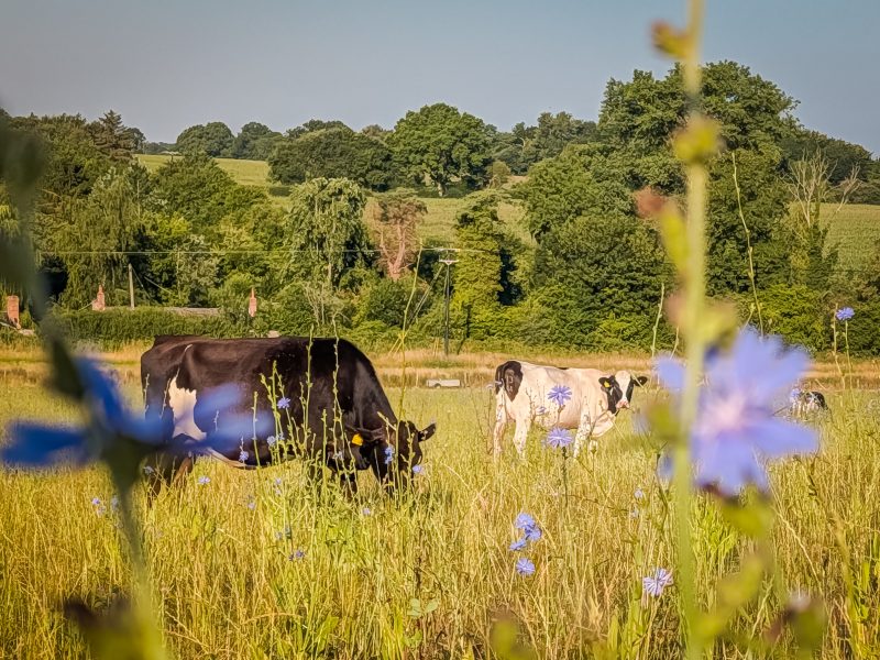 Three priorities for a resilient UK dairy sector