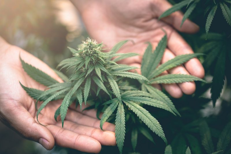 Green Gold: Is Hemp the New Oil?