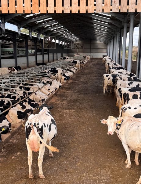Dairy producers stay resilient amid turmoil