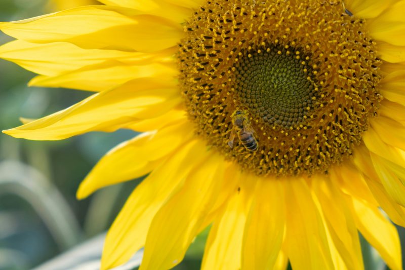 Environmental Delivery Under Pressure: Our SFI26 Plans