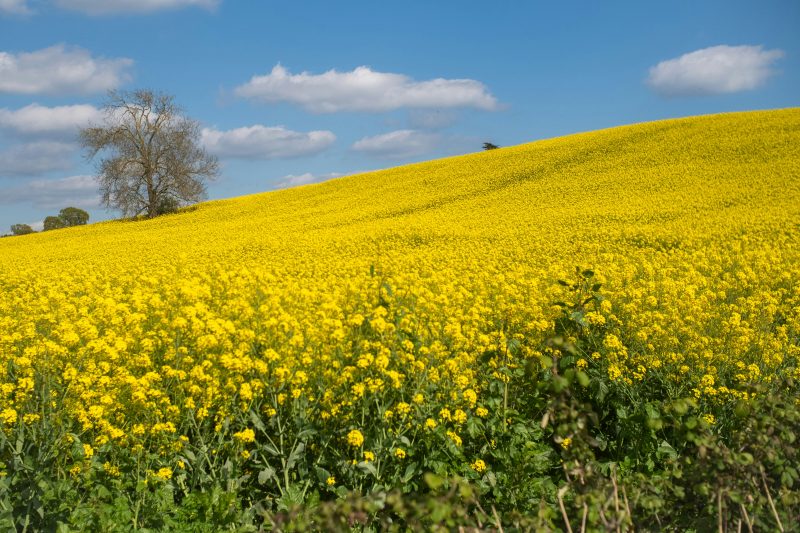Research shows agricultural fungicides drive evolution of multidrug resistance in soil microbes