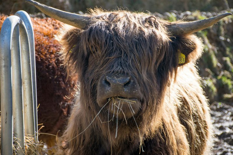 Coolcations and noctourism – the opportunities for Scottish landowners